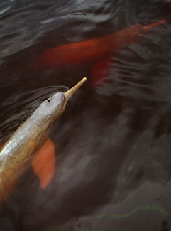 Dolphins